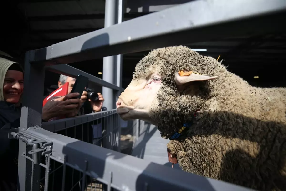 Bandırma\'da Rekor Koç Satışı