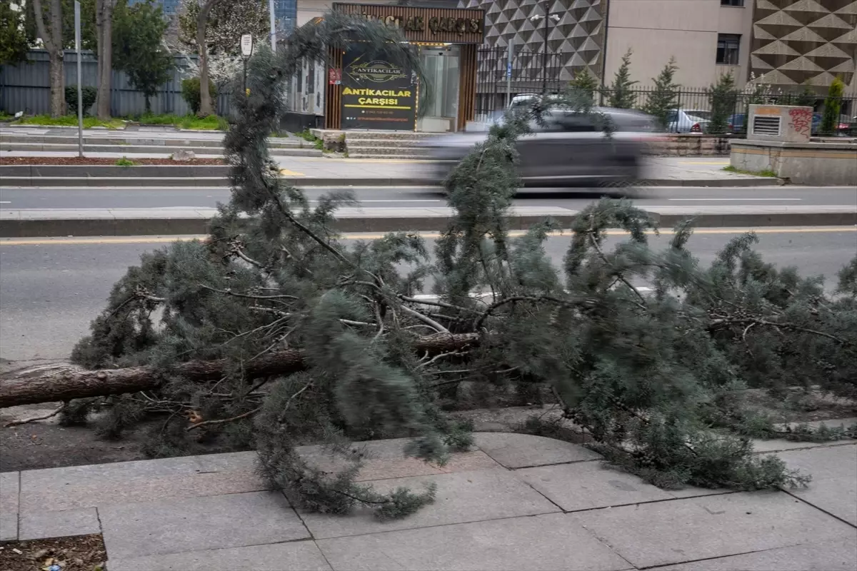 Çankaya\'da Ağaç Otomobile Devrildi