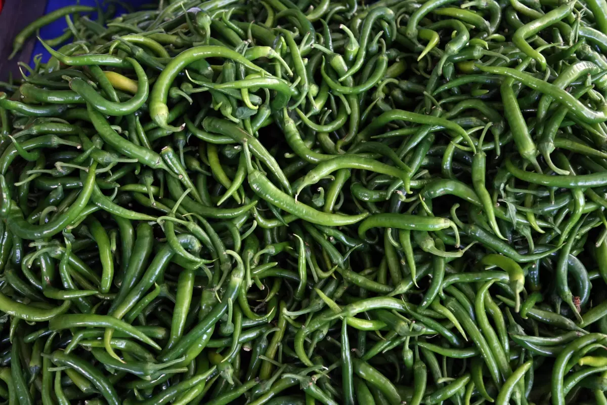 Biber İhracatında Ocak Şampiyonu