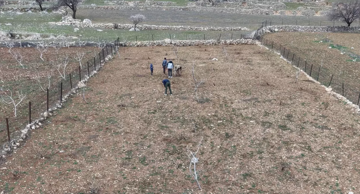 Batman\'da Mezrone Üzümü Budama Çalışmaları
