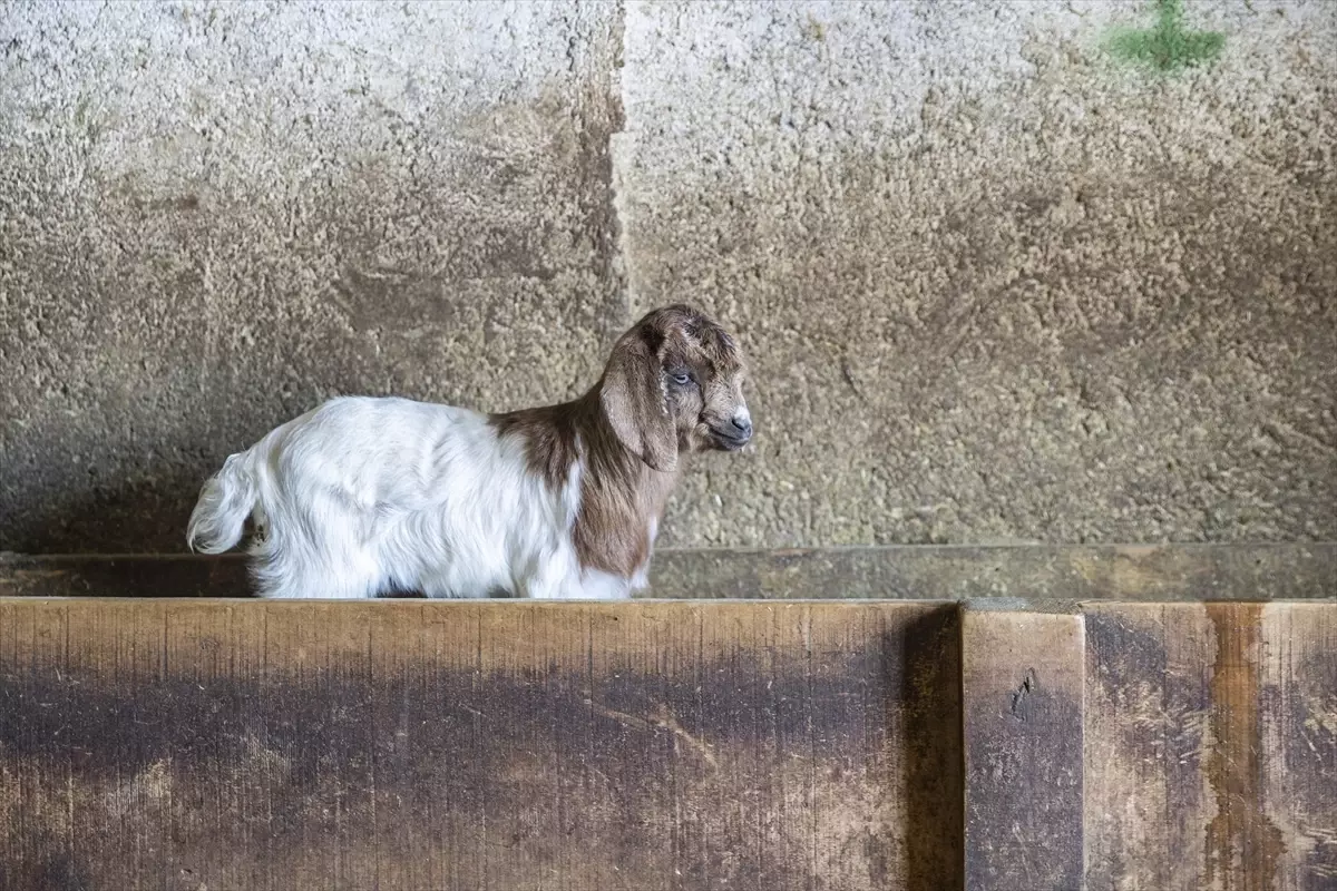 Ovacık\'ta Besiciler Oğlak ve Kuzular İçin Nöbet Tutuyor