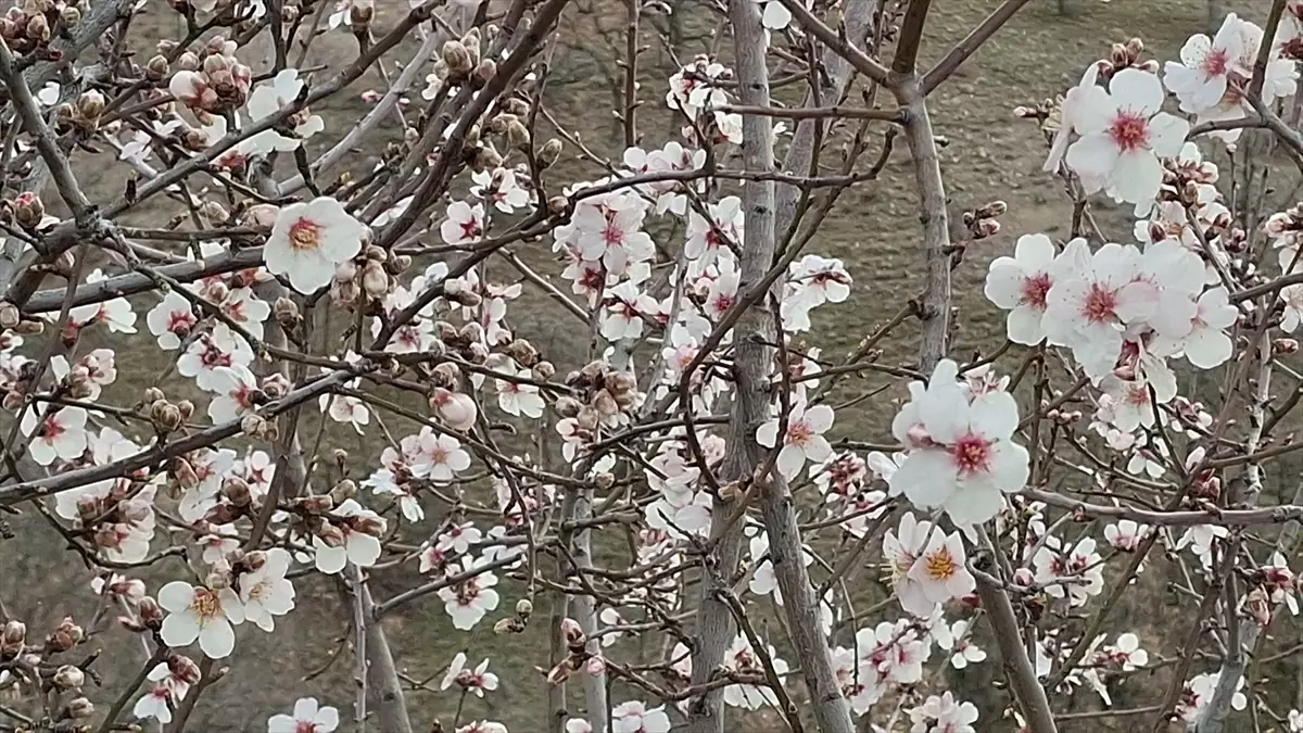 Beypazarı\'nda Badem Ağaçları Çiçek Açtı