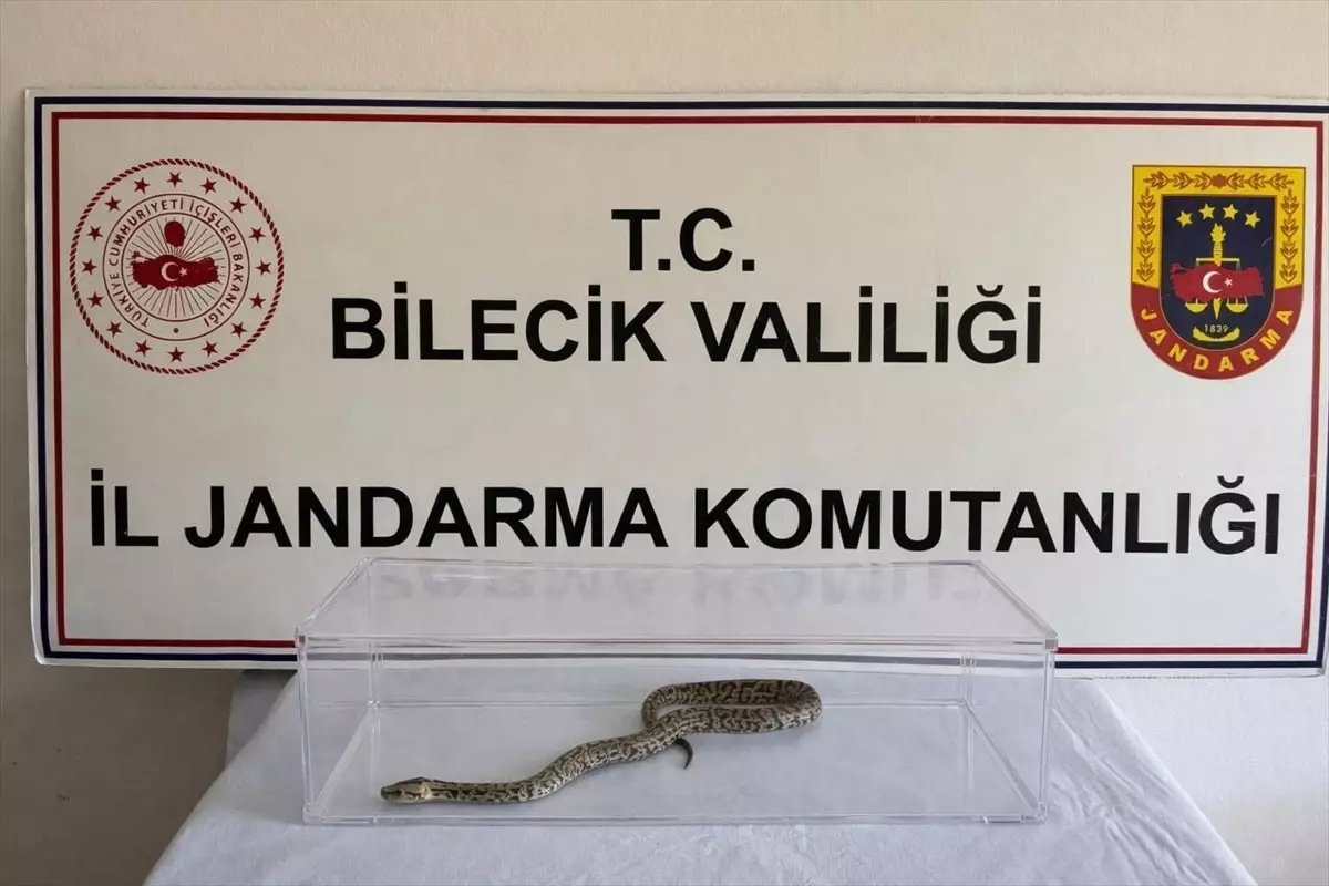 Bilecik\'te jandarma operasyonunda nesli tükenme tehlikesindeki piton ele geçirildi