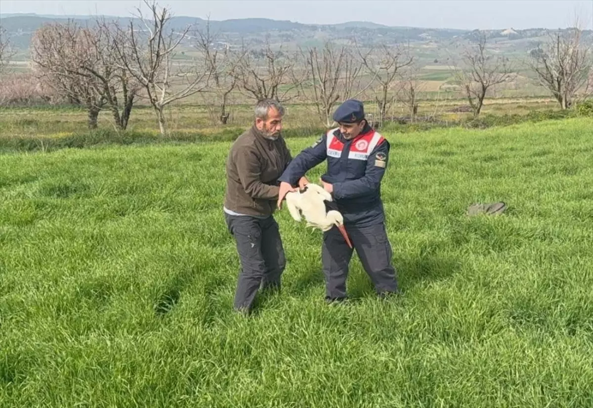 Yaralı Leylek Tedavi Altında