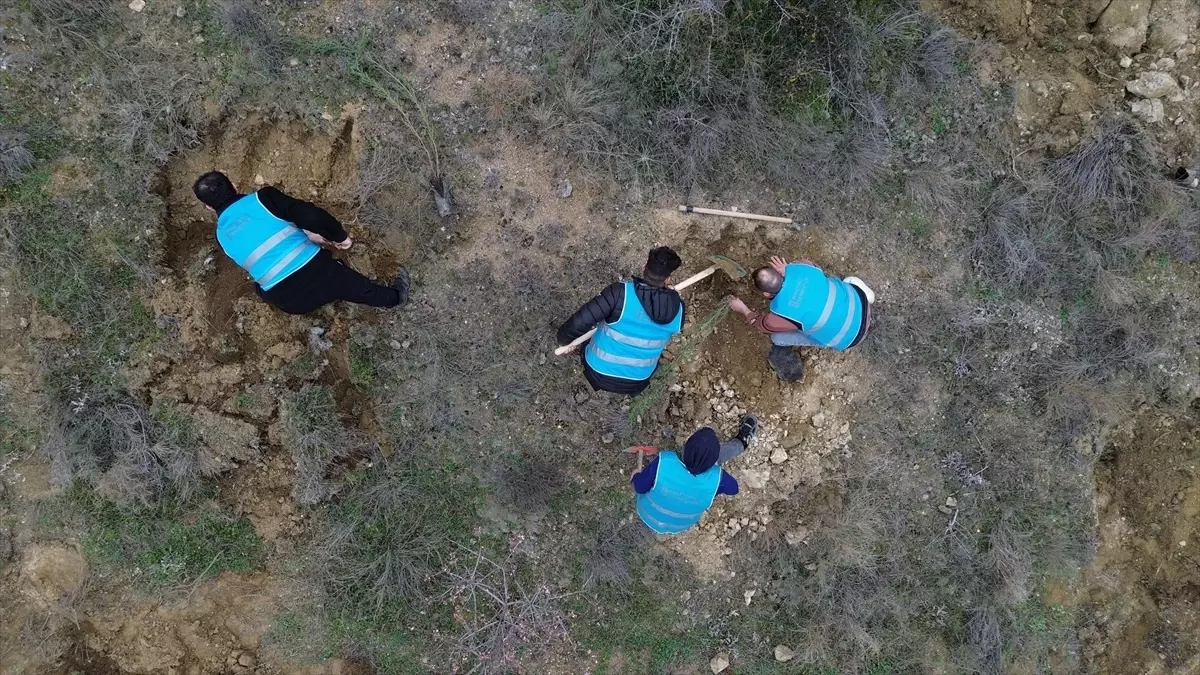 Şeyh Edebali İçin 700 Fidan Dikildi