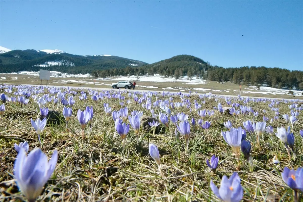 Bolu\'da Bahar Müjdecisi Çiğdemler Açtı