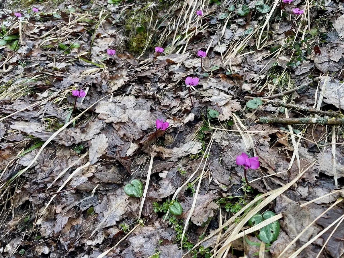 Bolu\'da Kış ve İlkbahar Bir Arada