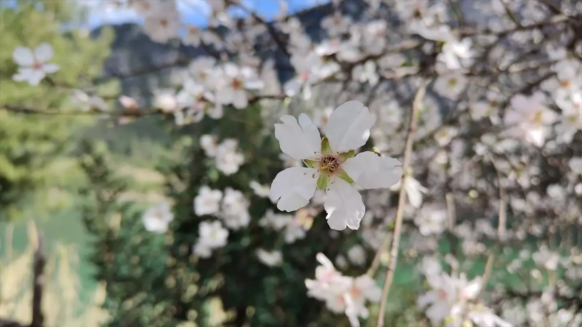 Bucak’ta Badem Ağaçları Çiçek Açtı