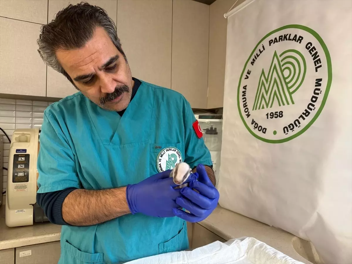 Burhaniye\'de Yavru Porsuk Koruma Altında