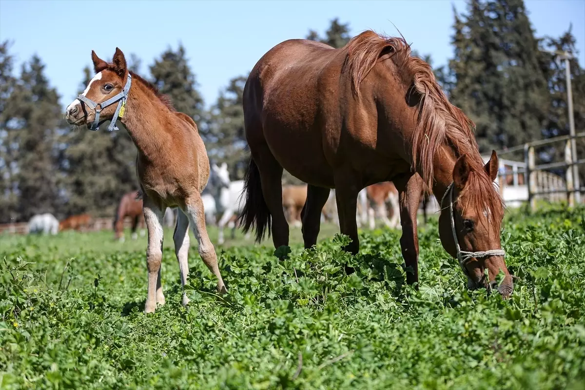 Şampiyon Adayı Taylar Karacabey\'de Dünyaya Geliyor
