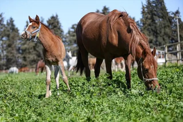 Şampiyon Adayı Taylar Karacabey’de Dünyaya Geliyor