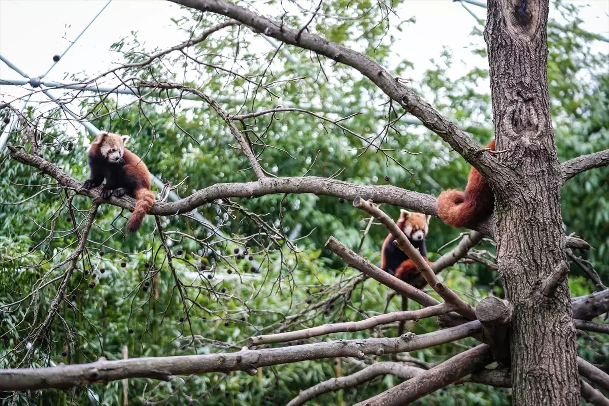 Bursa Hayvanat Bahçesi\'nde Kırmızı Panda Yavruları