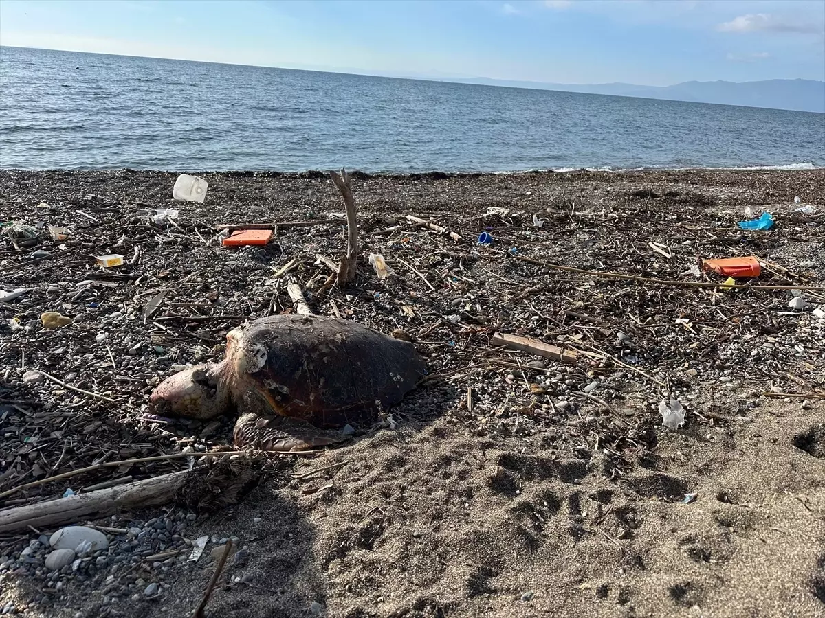 Assos\'ta Ölü Caretta Caretta Bulundu