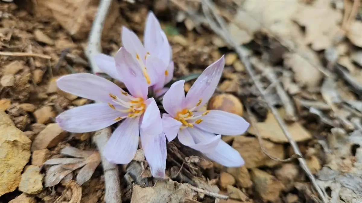 Çankırı\'da Kar Çiçekleri Açtı