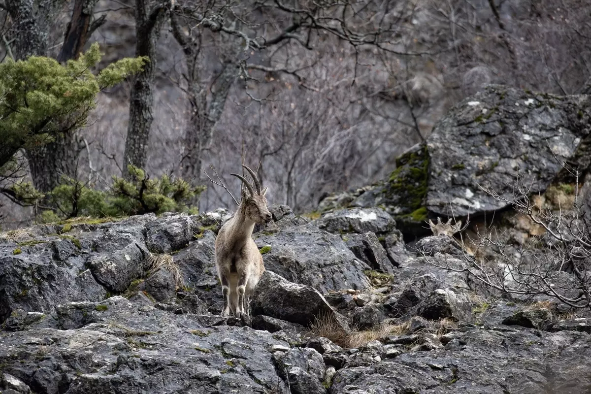Munzur Vadisi Milli Parkı\'nda Yaban Hayvanları Hareketleniyor