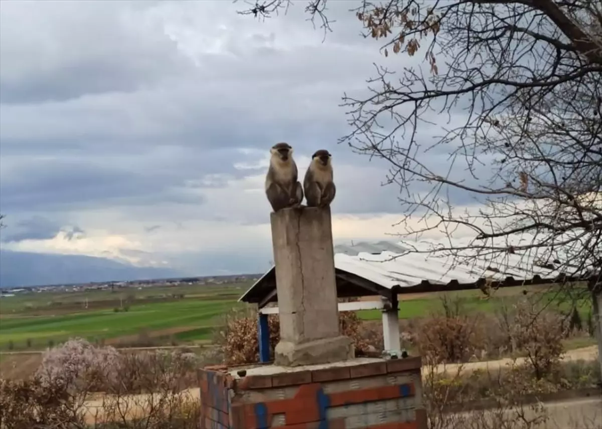 Çivril\'de Kaçan Maymun Yakalandı