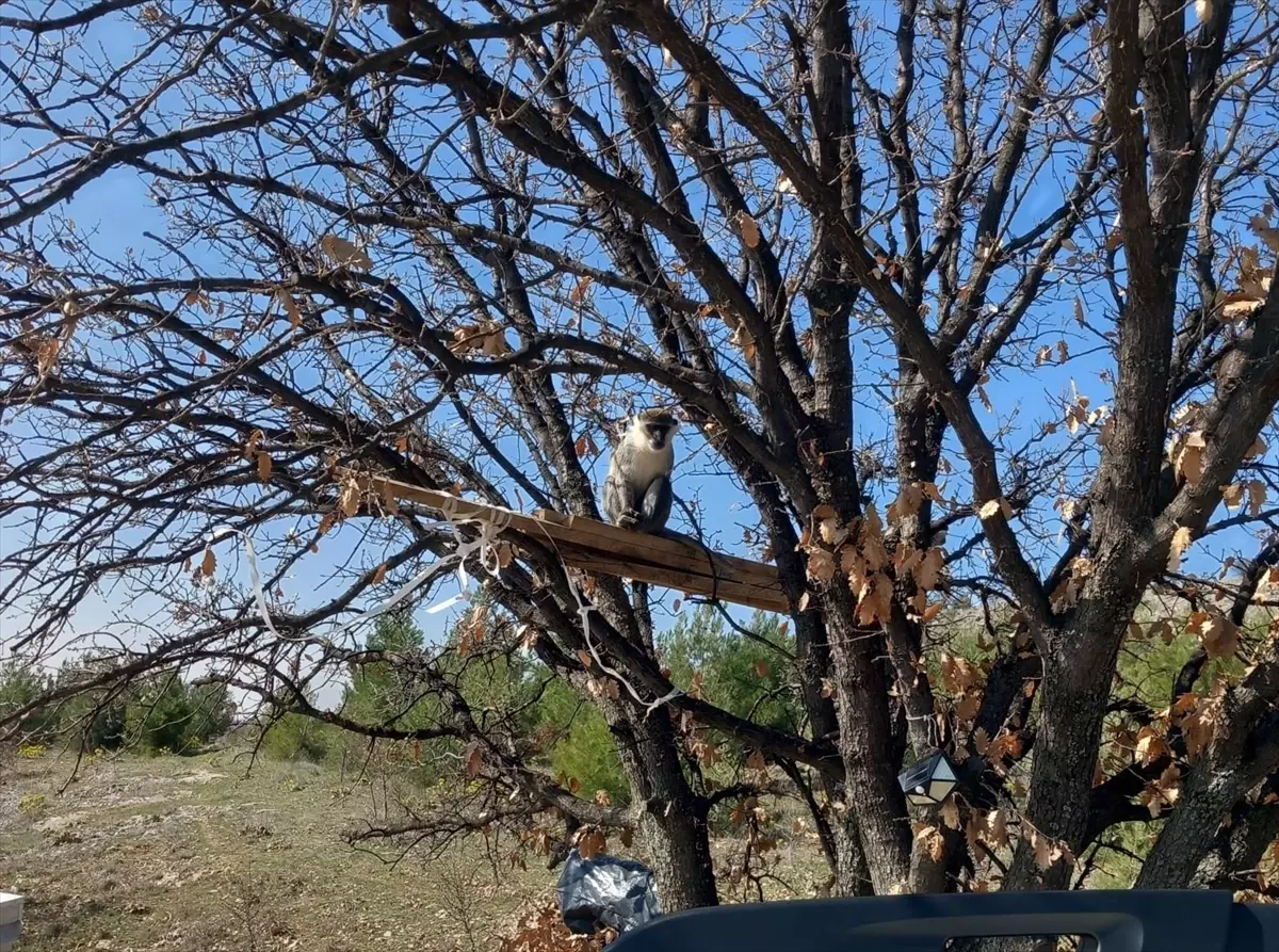 Çivril\'de Maymun Yakalandı