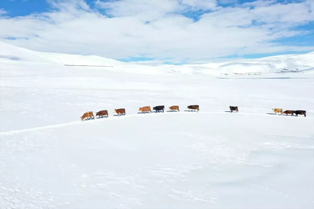 Ağrı\'da İlkbahar Kışı Aratıyor