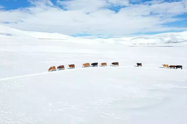Ağrı’da İlkbahar Kışı Aratıyor