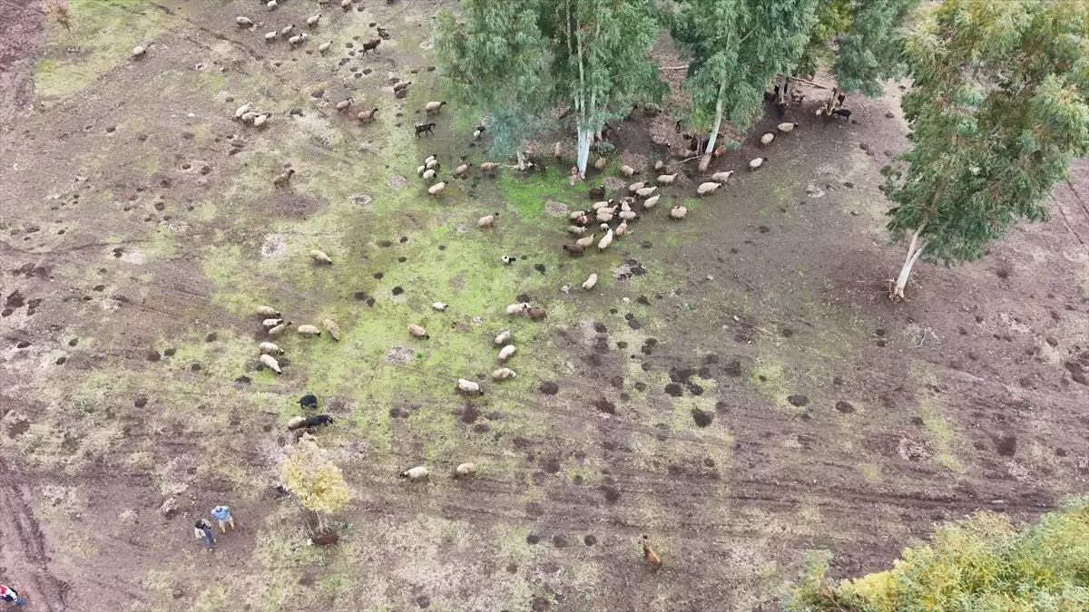 Depremin Ardından Hayvan Sayısını İkiye Katladı