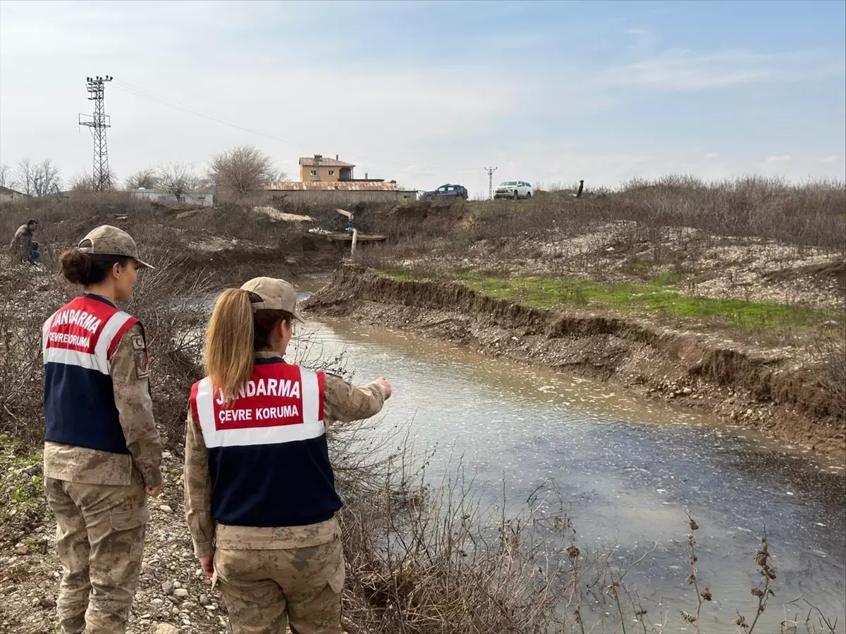 Mahsur Kalan Balıklar Kurtarıldı