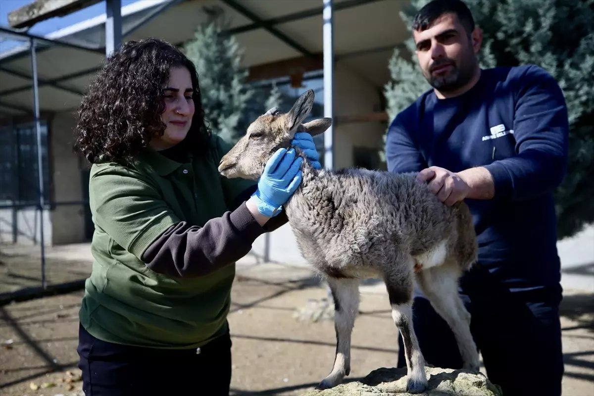 Yaralı Yaban Hayvanları Sakarya\'da Tedavi Ediliyor