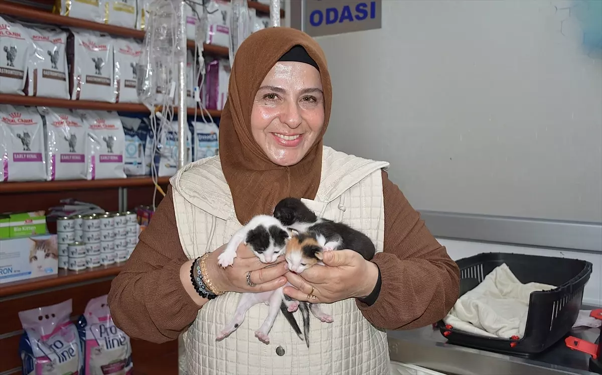 Kedi Sezaryenle 3 Yavru Dünyaya Getirdi