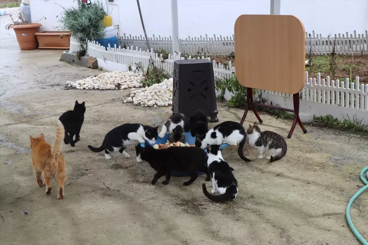 Balcı Ailesi\'nin Kedili Yuvası