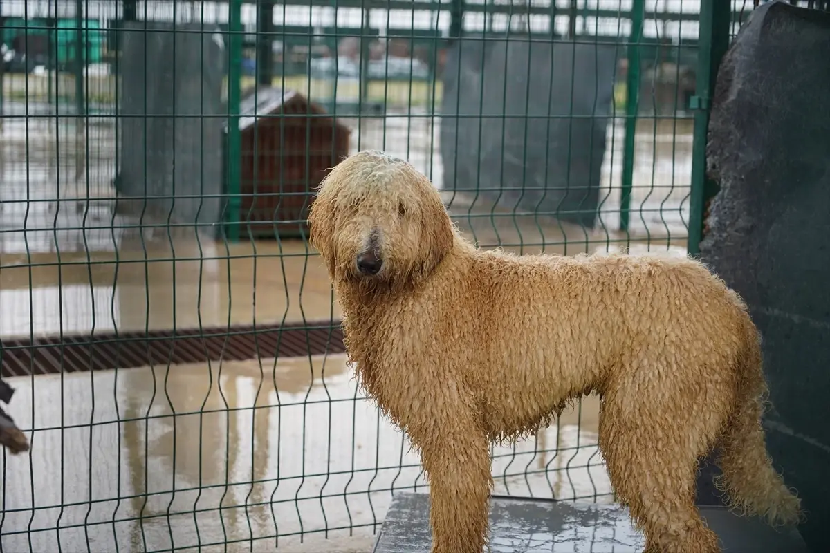 Edirne\'de Cins Köpekler Sahiplendiriliyor