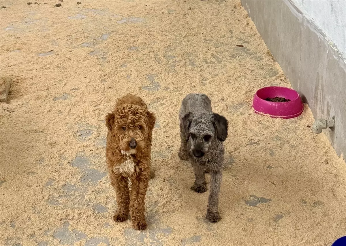 Edirne\'de 88 Köpek Sahiplendirildi