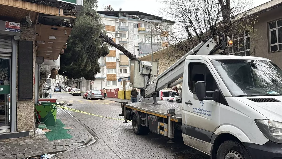 Aydın\'da Devren Ağaç, Binaya Zarar Verdi