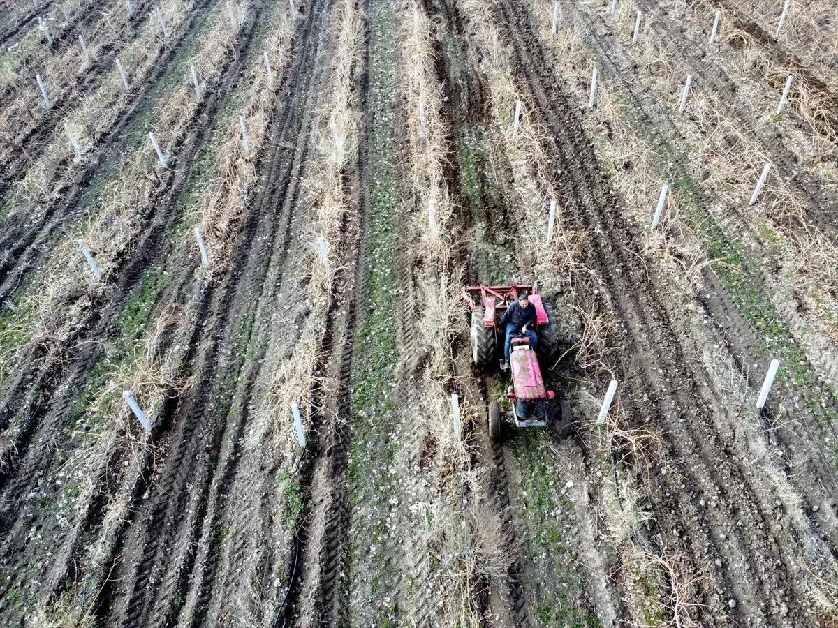 Elazığ\'da Üzüm Veriminde Kar Umudu