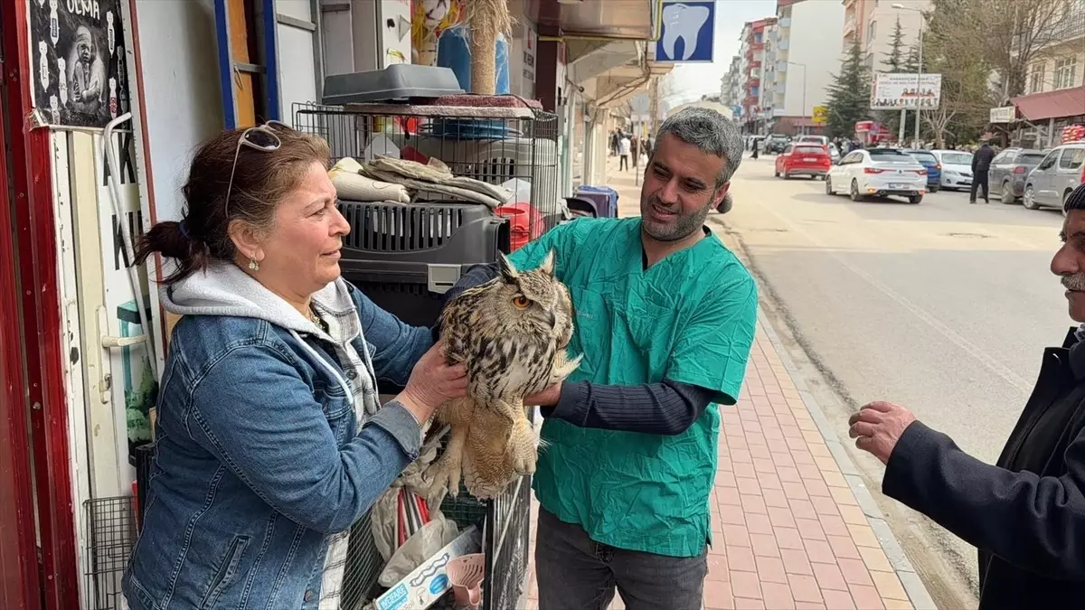 Yaralı Puhu Kurtarıldı
