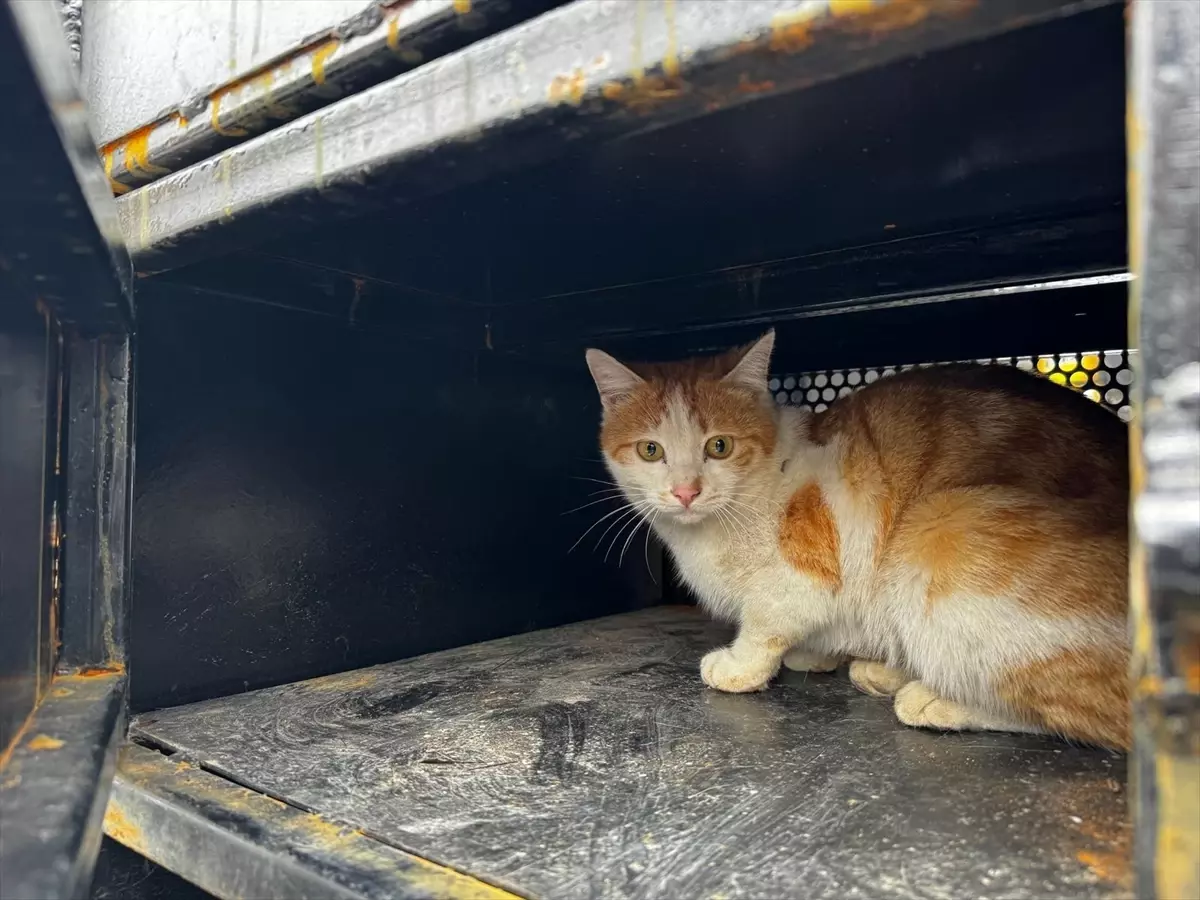 Elazığ\'da Yaralı Kedi Tedavi Altına Alındı