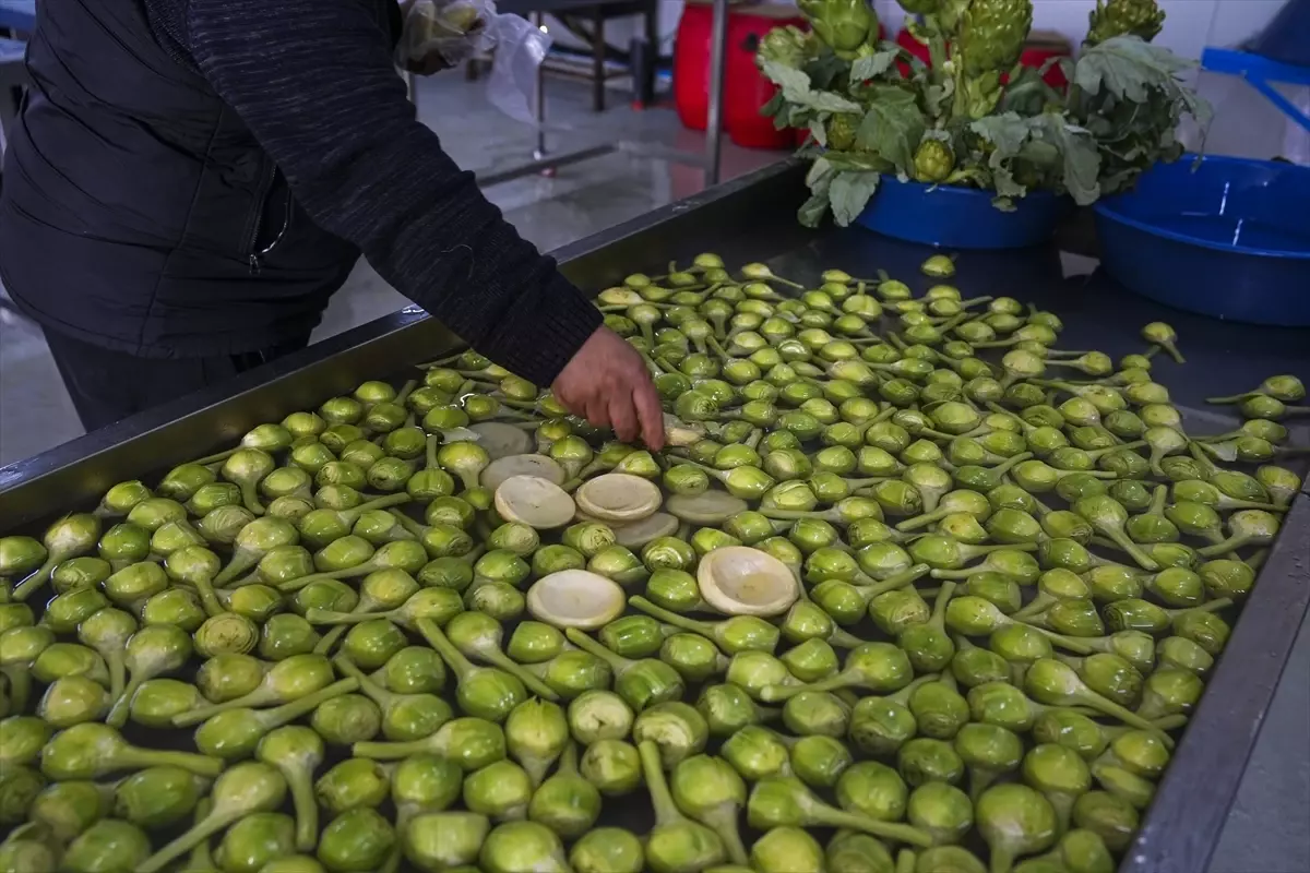 Sakız Enginarında Rekor Verim Bekleniyor