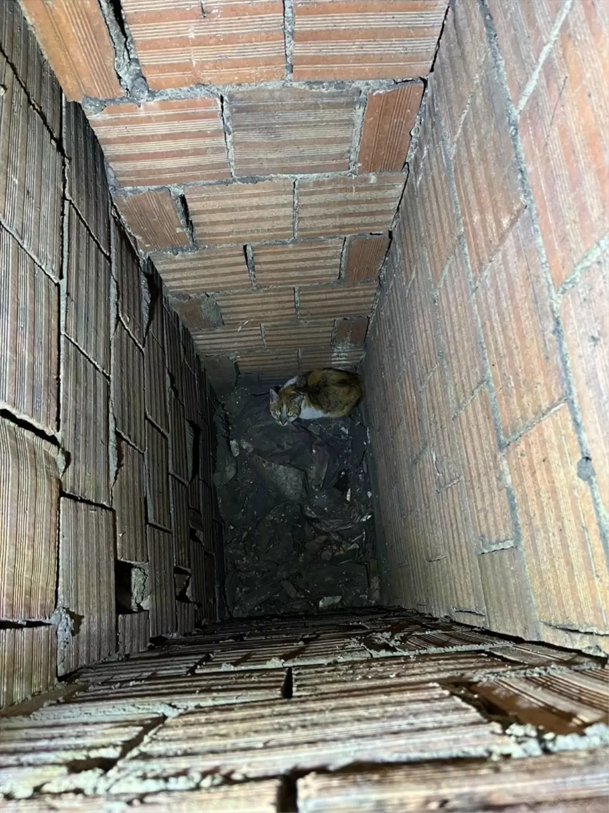 Havalandırma Boşluğundaki Kedi Kurtarıldı
