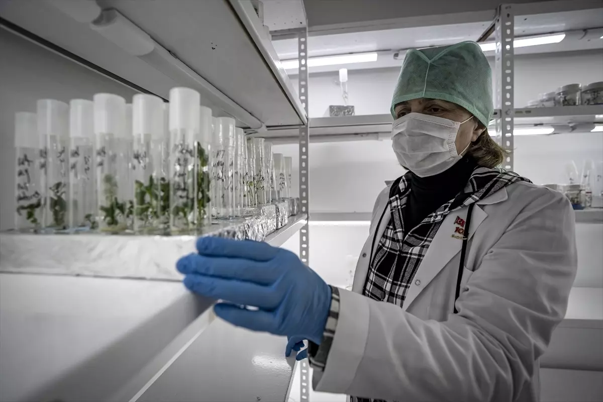 Erzurum’da Yerli Patates Tohumları Üretiliyor