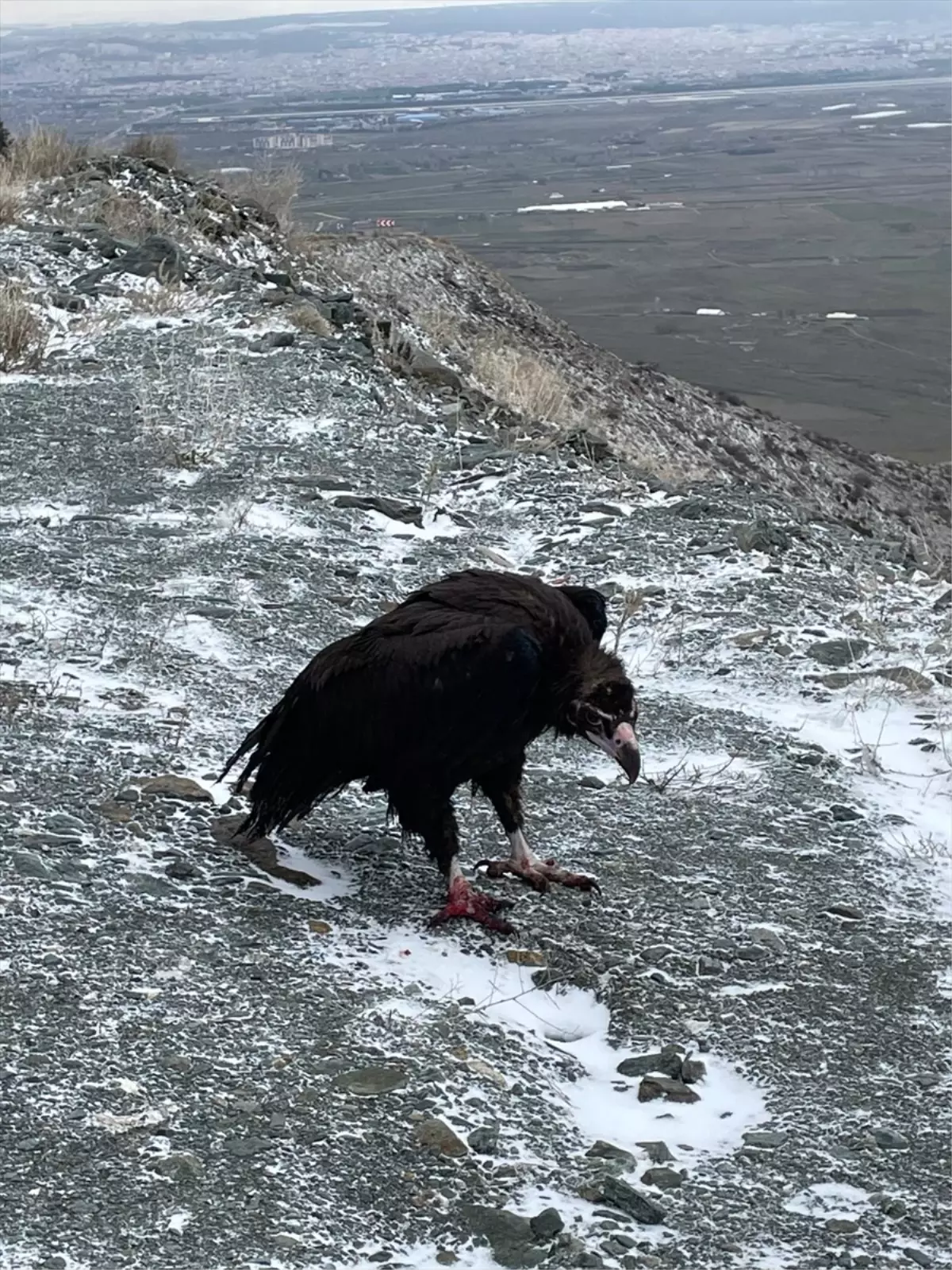 Yaralı Yırtıcı Kuşlar Doğaya Kavuştu