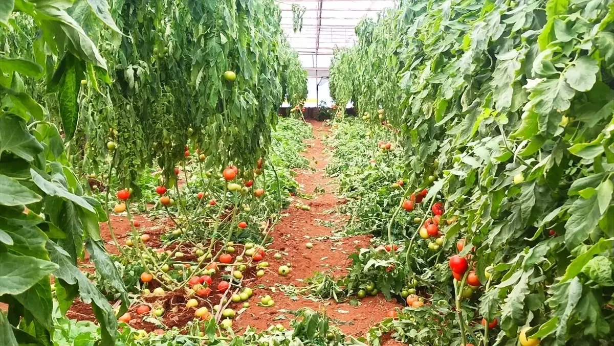 Fethiye\'de Fırtına ve Yağış Sonrası Hasar Tespiti