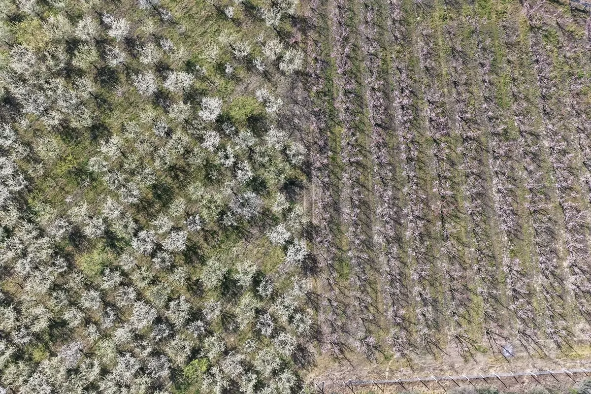 Gediz Ovası\'nda Meyve Ağaçları Çiçek Açtı