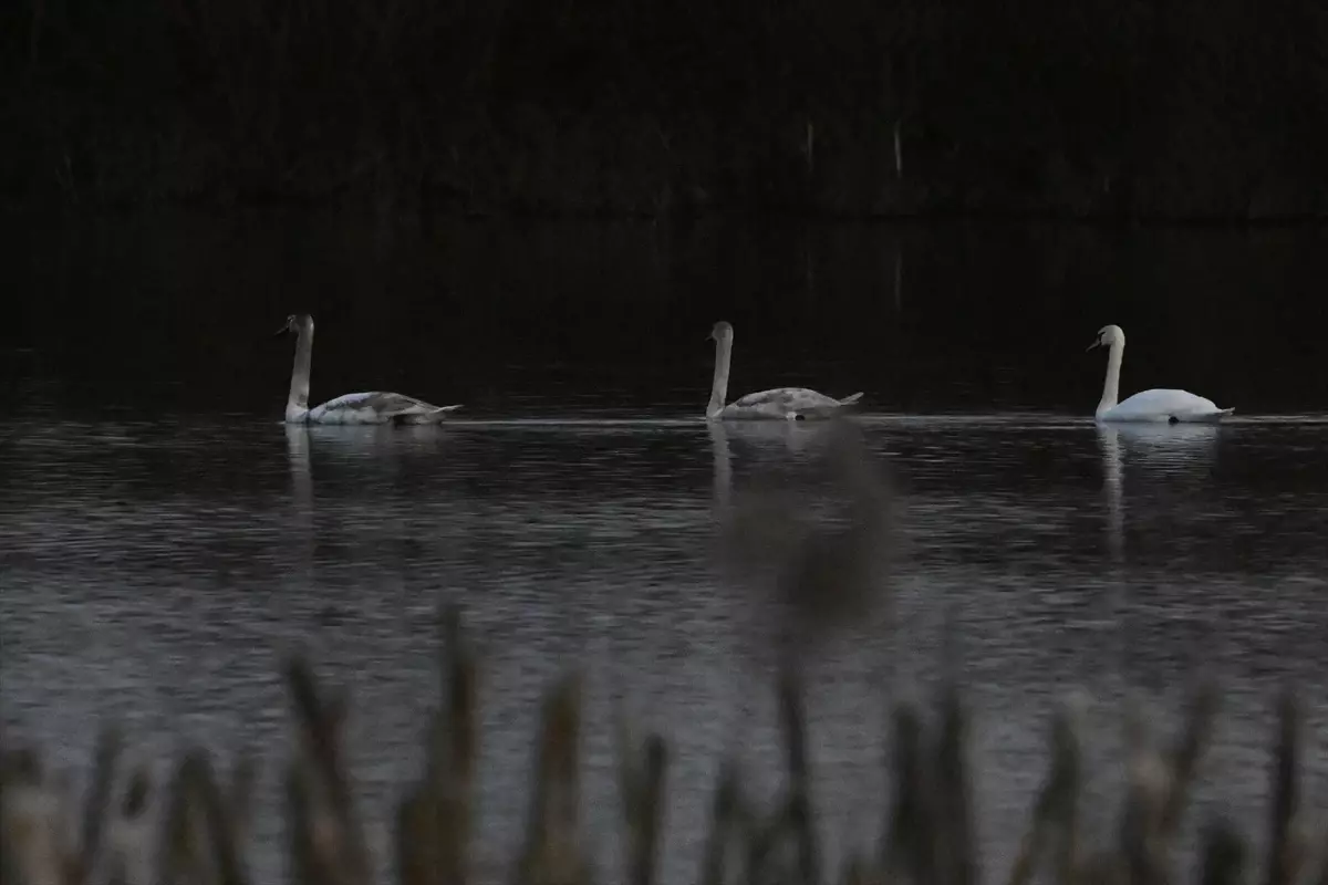 Düzce\'de Yorgun Düşen Kuğulara Bakım