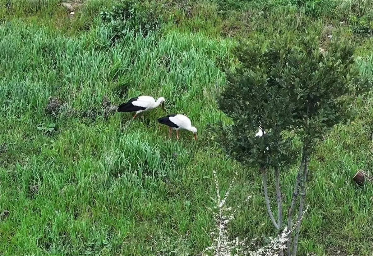 Leylekler Esenler\'de Mola Verdi