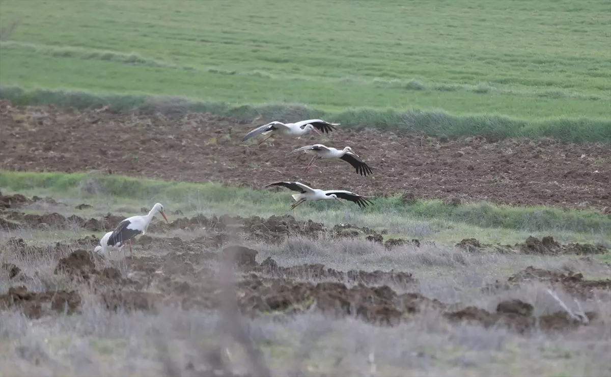 Leylekler Vize\'de Mola Verdi