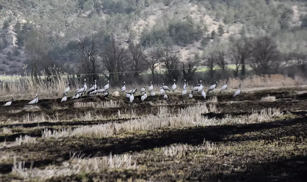 Cuma Ovası\'nda Göçmen Turnalar