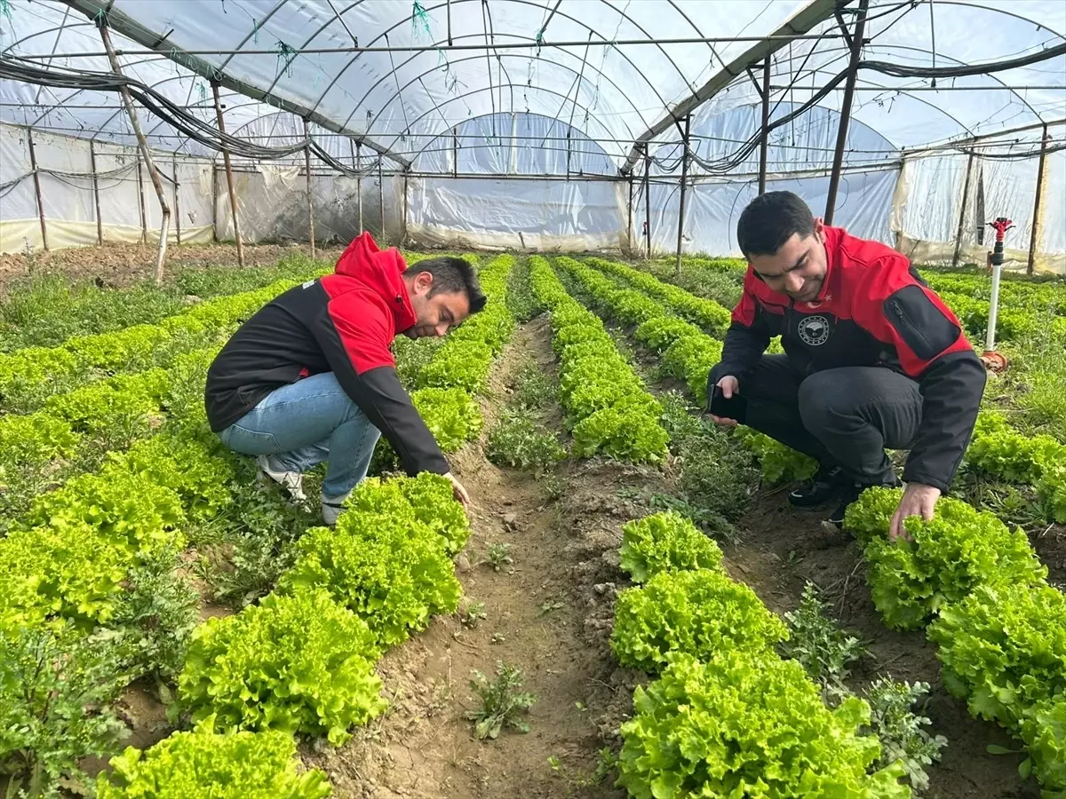 Göynücek\'te Tarımsal Gözlem Yapıldı