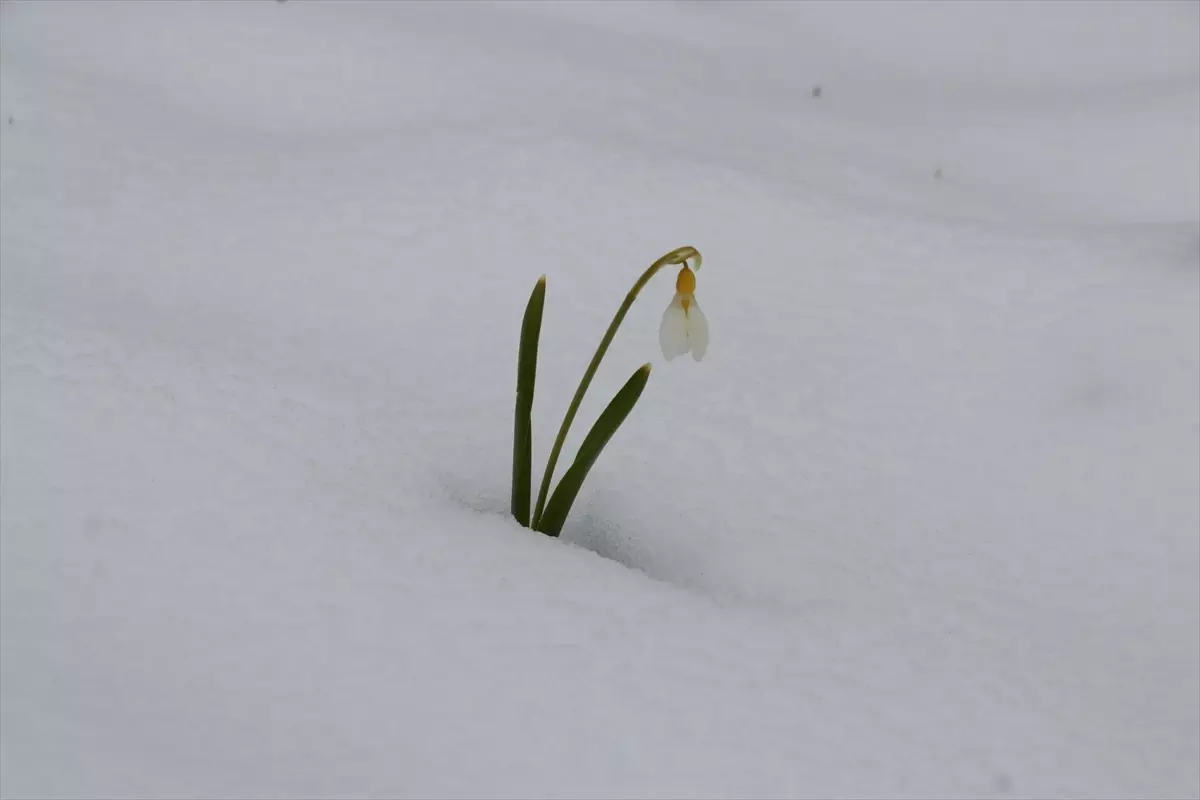 Kardelenler Karla Buluştu