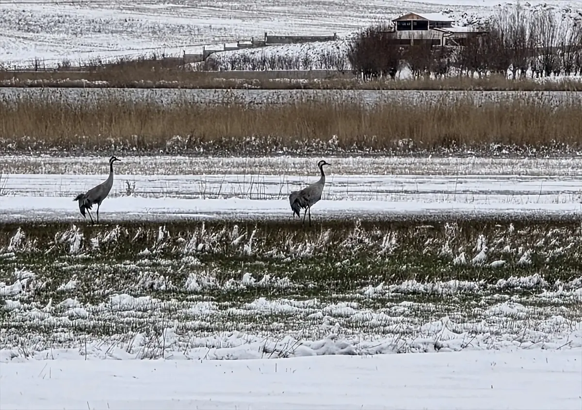 Hafik Gölü\'nde Turna ve Kazlar Karda Yiyecek Arıyor