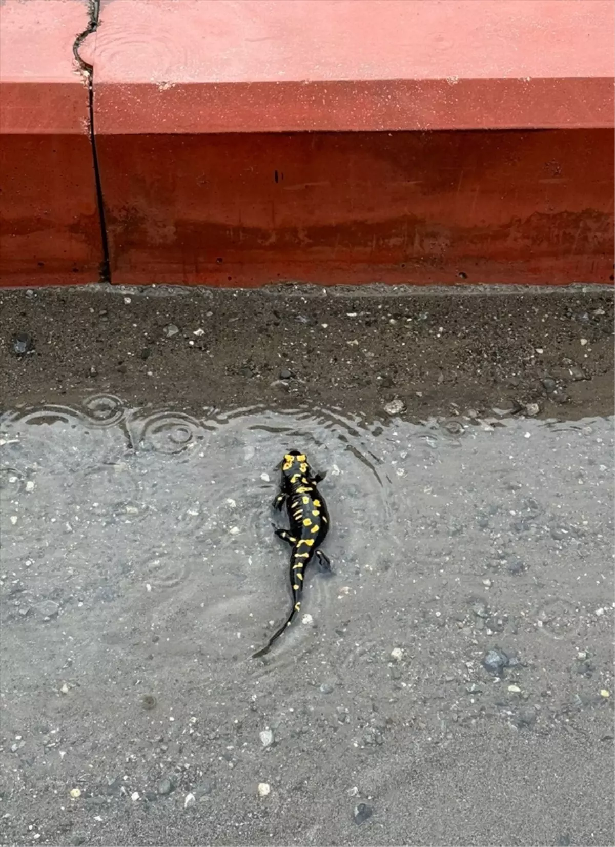 Sarı Benekli Semender Payas\'ta Görüntülendi