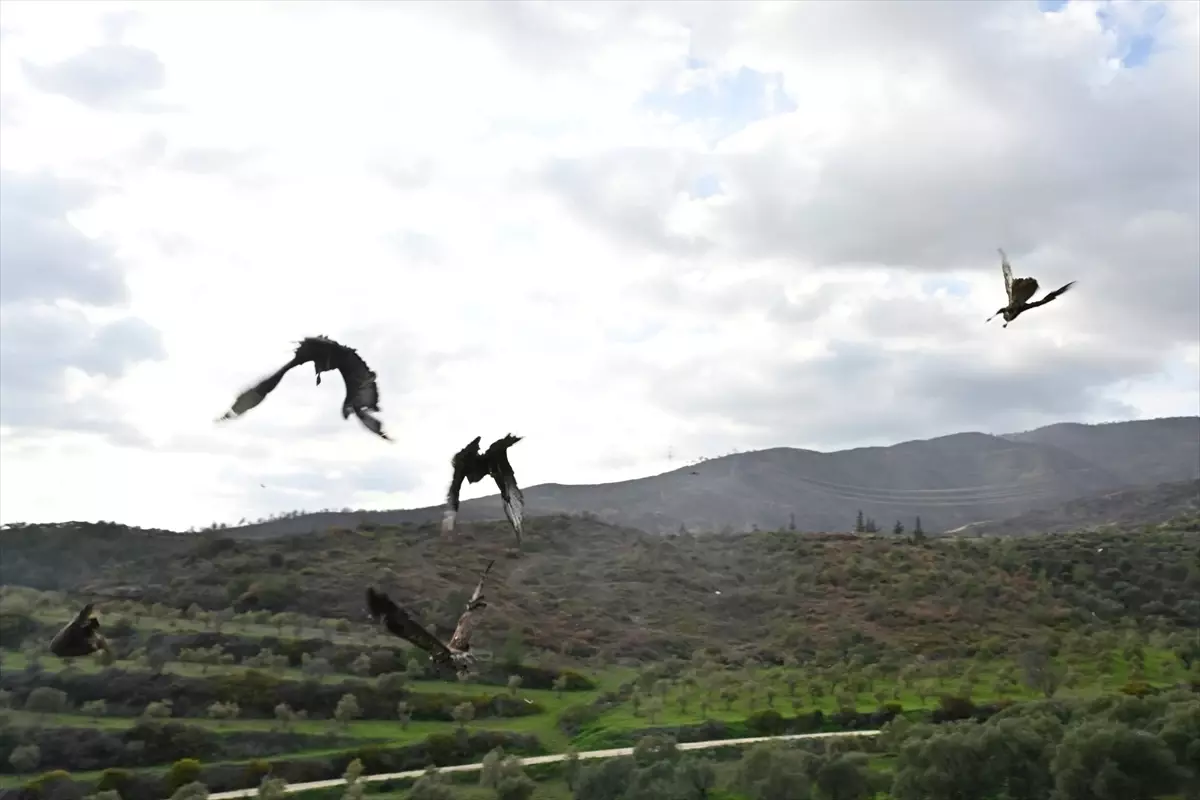 Hatay\'da Yaralı 7 Kuş Doğaya Salındı