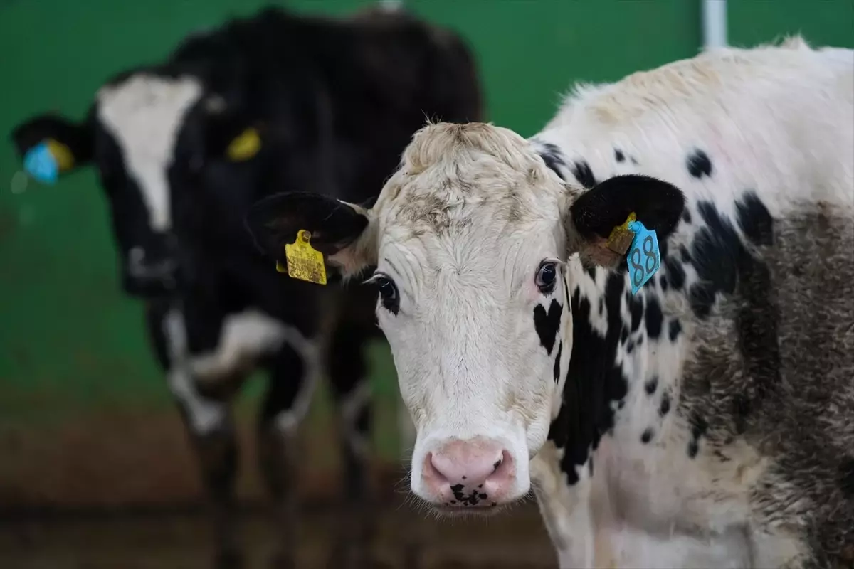 Akıllı Ortopedik İnek Yatakları